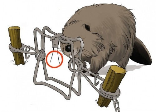 Selective traps for beavers