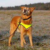 Spilgta veste suņiem no PVC Classic Izmērs 0